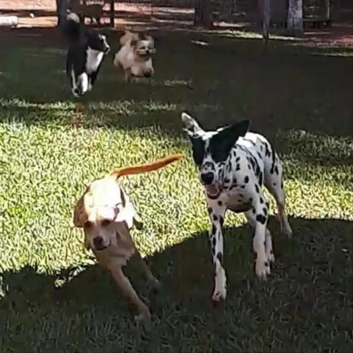 Cachorro ra a SRD idade 7 a 11 meses nome Melissa