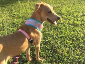 Cachorro raça SRD idade 7 a 11 meses nome Melissa