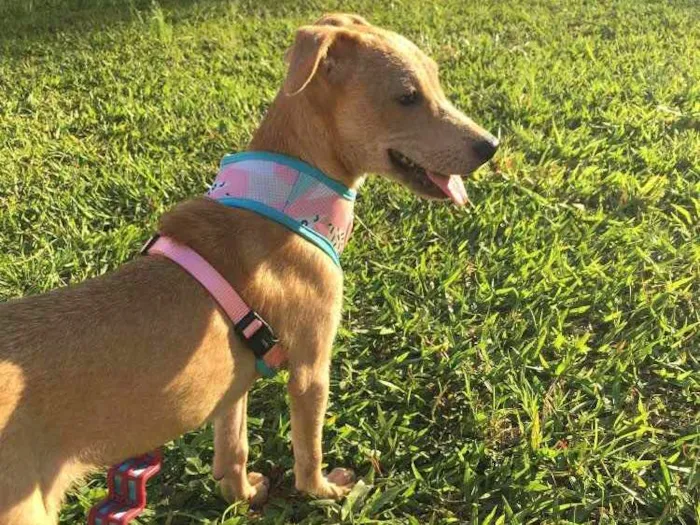 Cachorro ra a SRD idade 7 a 11 meses nome Melissa