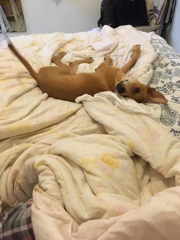 Cachorro ra a SRD idade 7 a 11 meses nome Melissa