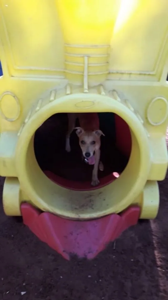 Cachorro ra a SRD idade 7 a 11 meses nome Melissa