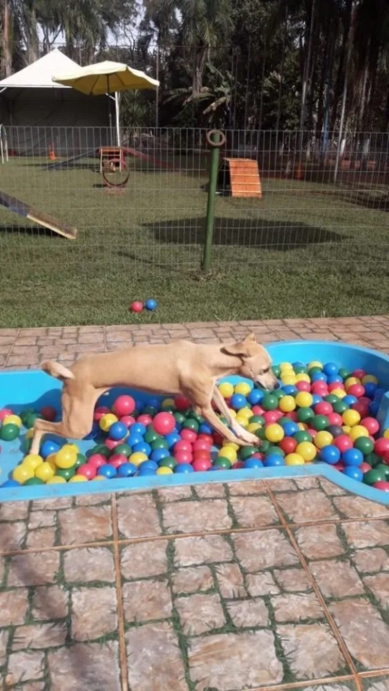 Cachorro ra a SRD idade 7 a 11 meses nome Melissa