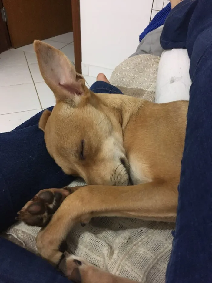 Cachorro ra a SRD idade 7 a 11 meses nome Melissa