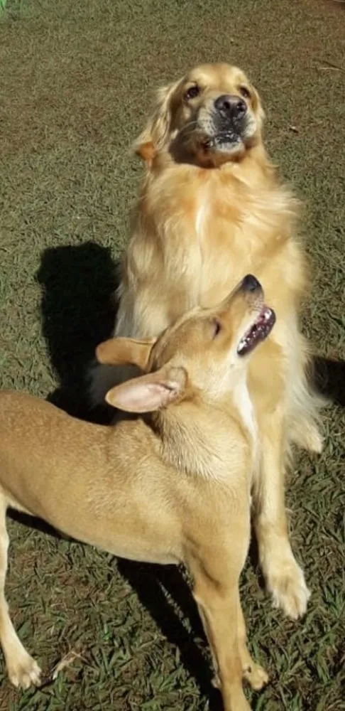 Cachorro ra a SRD idade 7 a 11 meses nome Melissa