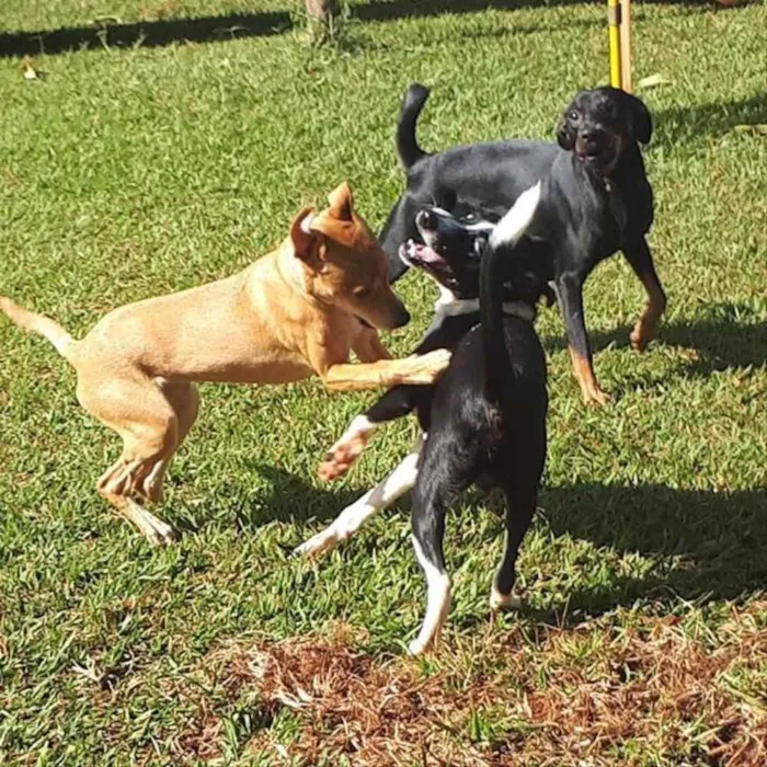 Cachorro ra a SRD idade 7 a 11 meses nome Melissa