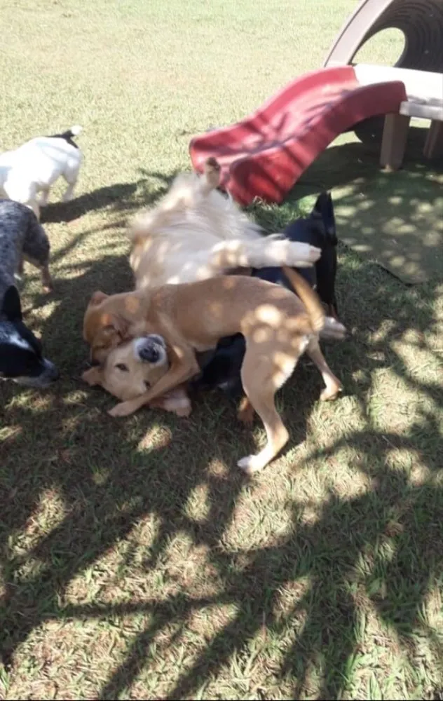 Cachorro ra a SRD idade 7 a 11 meses nome Melissa