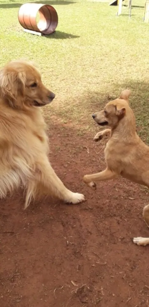Cachorro ra a SRD idade 7 a 11 meses nome Melissa