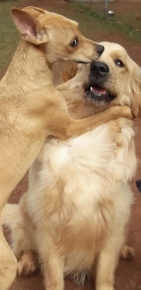 Cachorro ra a SRD idade 7 a 11 meses nome Melissa