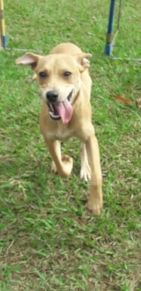 Cachorro ra a SRD idade 7 a 11 meses nome Melissa