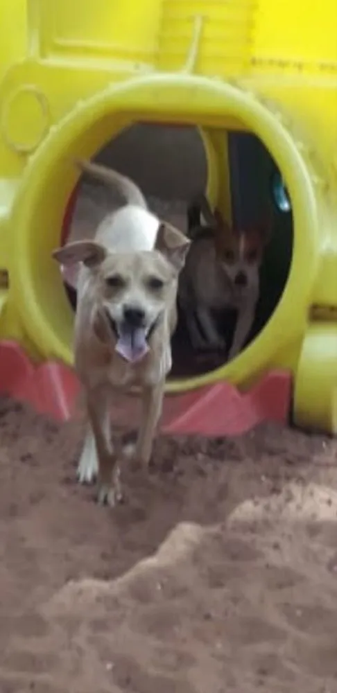 Cachorro ra a SRD idade 7 a 11 meses nome Melissa