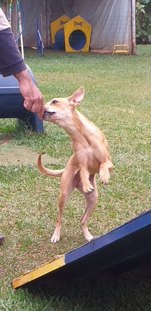 Cachorro ra a SRD idade 7 a 11 meses nome Melissa
