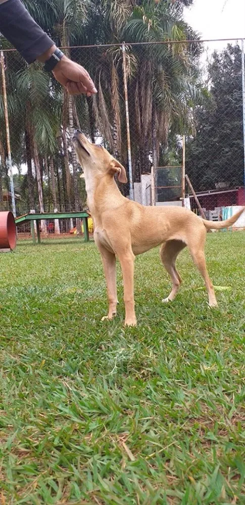 Cachorro ra a SRD idade 7 a 11 meses nome Melissa