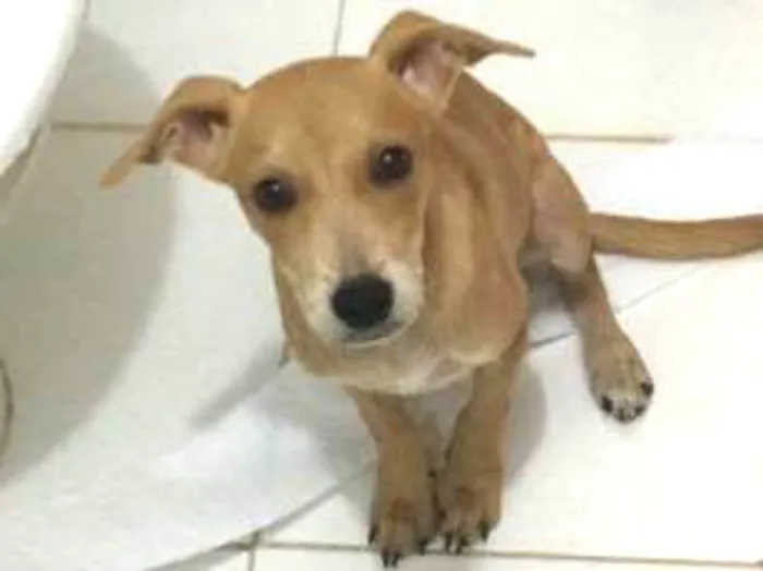 Cachorro ra a SRD idade 7 a 11 meses nome Melissa