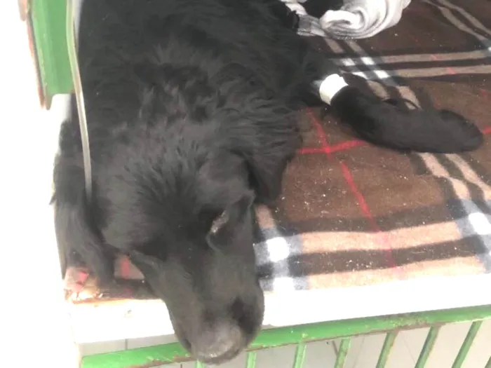 Cachorro ra a Vira lata idade 2 a 6 meses nome Nã Sabemos