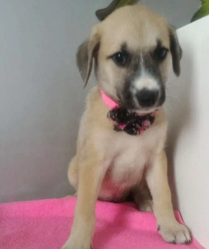 Cachorro ra a SRD idade 2 a 6 meses nome ANA CLARA