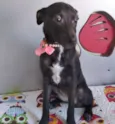 RABICOZINHA
