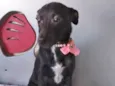 RABICOZINHA
