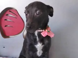 Cachorro raça SRD idade 2 a 6 meses nome RABICOZINHA