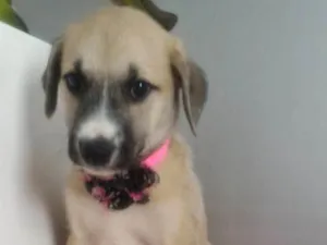 Cachorro raça SRD idade 2 a 6 meses nome ANA CLARA