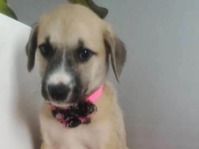 Cachorro ra a SRD idade 2 a 6 meses nome ANA CLARA