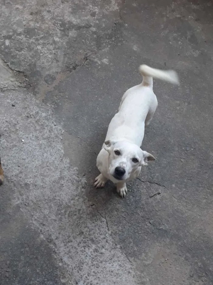 Cachorro ra a Salsicha  idade 7 a 11 meses nome Flocos 