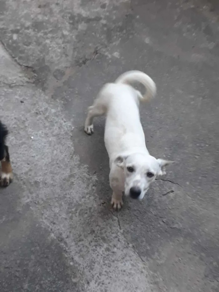 Cachorro ra a Salsicha  idade 7 a 11 meses nome Flocos 