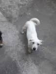 Flocos