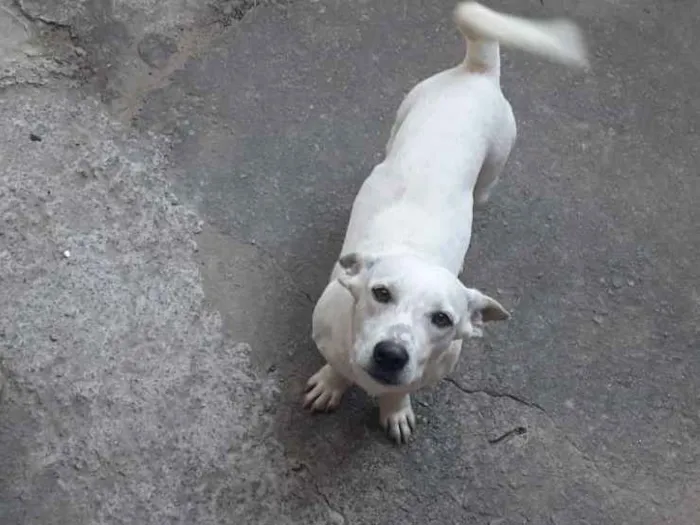 Cachorro ra a Salsicha  idade 7 a 11 meses nome Flocos 