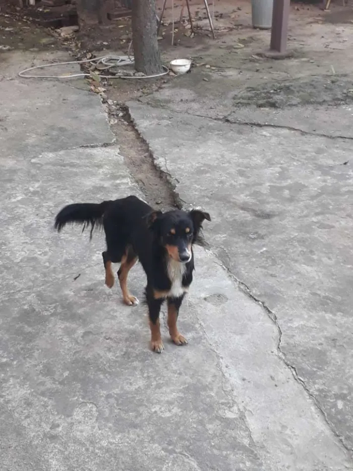 Cachorro ra a  idade 1 ano nome Rex