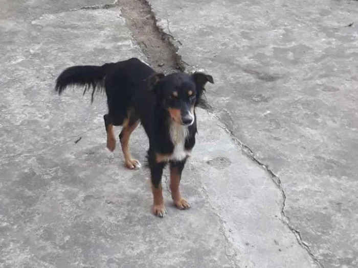 Cachorro ra a  idade 1 ano nome Rex