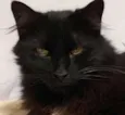 Yoda