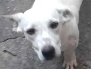 Cachorro raça Salsicha  idade 7 a 11 meses nome Flocos 