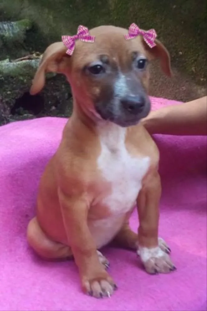 Cachorro ra a  idade 2 a 6 meses nome LADY BEBEZINHA