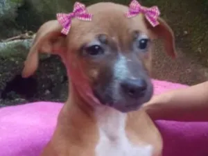 Cachorro raça  idade 2 a 6 meses nome LADY BEBEZINHA