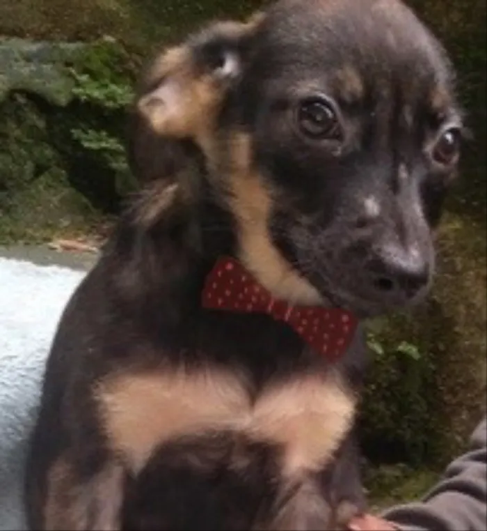 Cachorro ra a  idade 2 a 6 meses nome Diogo Bebezinho