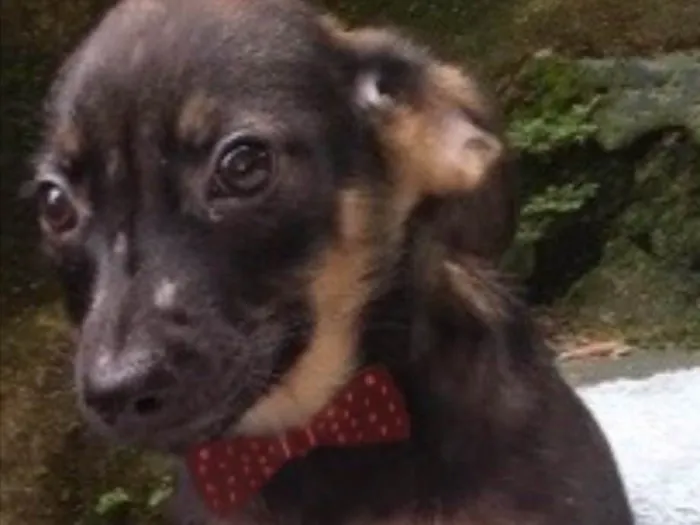 Cachorro ra a  idade 2 a 6 meses nome Diogo Bebezinho