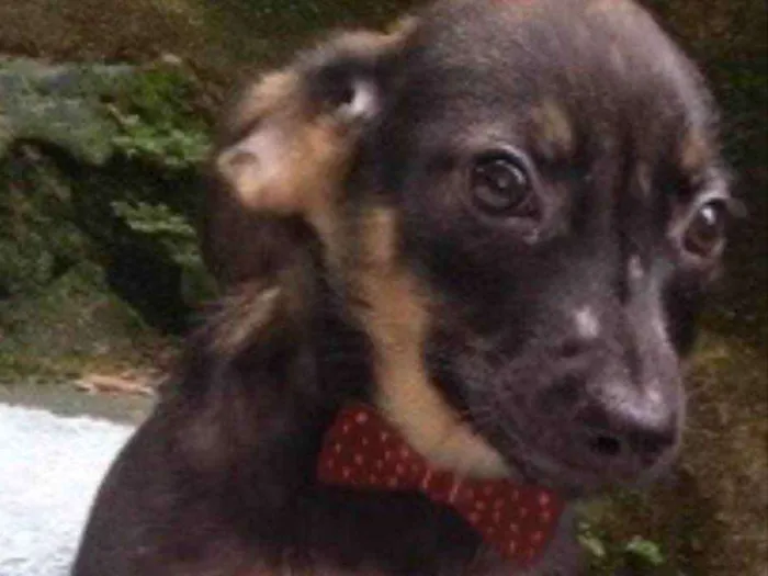 Cachorro ra a  idade 2 a 6 meses nome Diogo Bebezinho