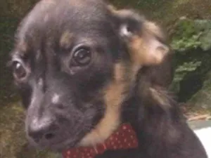 Cachorro raça  idade 2 a 6 meses nome Diogo Bebezinho