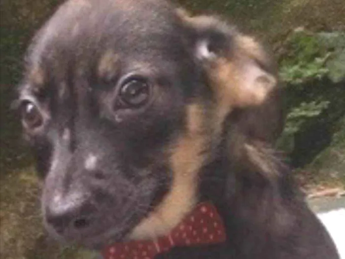 Cachorro ra a  idade 2 a 6 meses nome Diogo Bebezinho