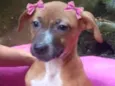 LADY BEBEZINHA