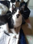Sofie