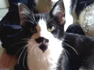 Gato raça Frajola  idade 2 a 6 meses nome Sofie