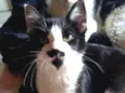 Sofie