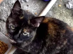 Gato raça Encaminha  idade 1 ano nome Luna 