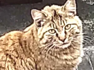 Gato raça Tigrada  idade 1 ano nome Carol 