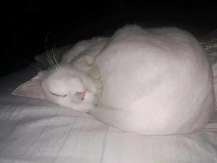 Gato ra a Sem raça definida  idade 2 anos nome Neve