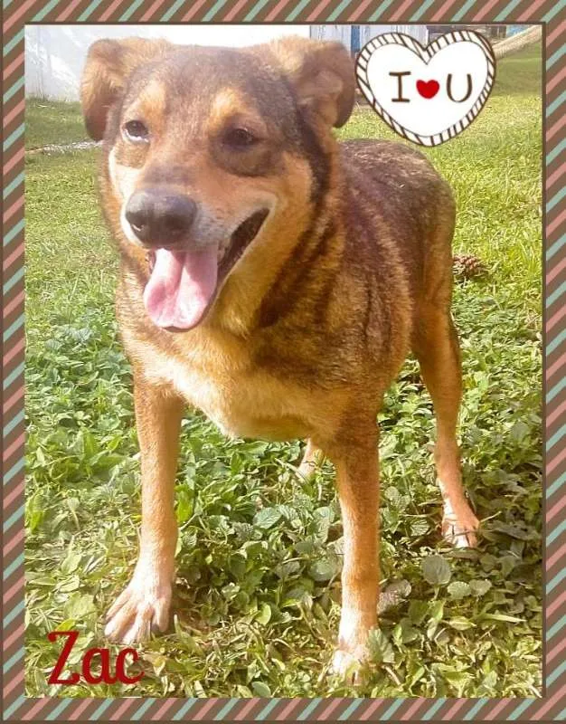 Cachorro ra a SRD idade 6 ou mais anos nome ZAC
