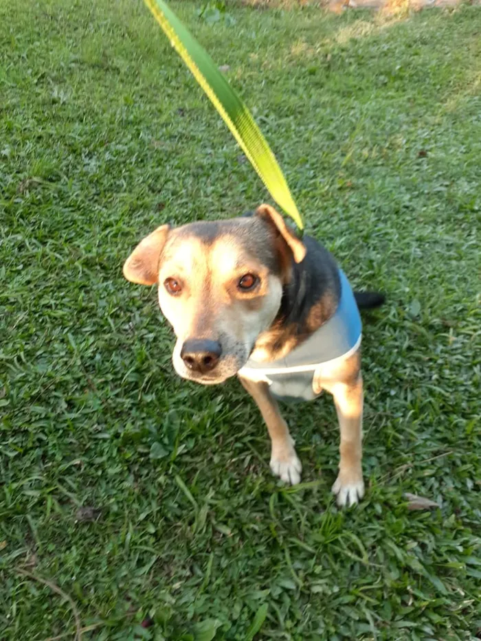 Cachorro ra a srd idade 2 anos nome Coockie