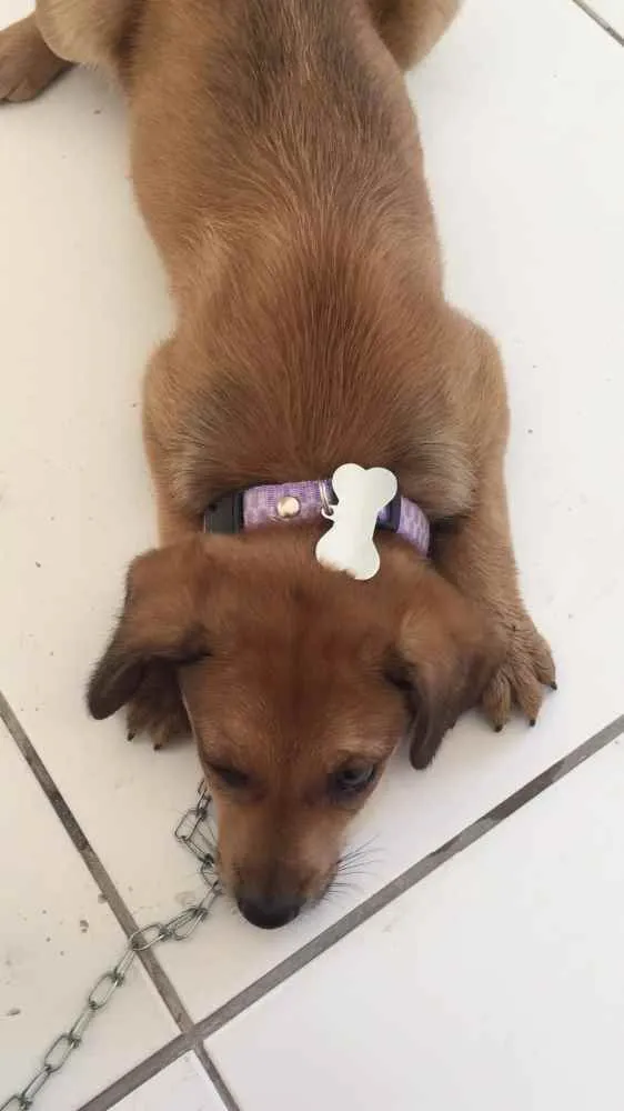 Cachorro raça Mestiça  idade Abaixo de 2 meses nome Não tem nome 