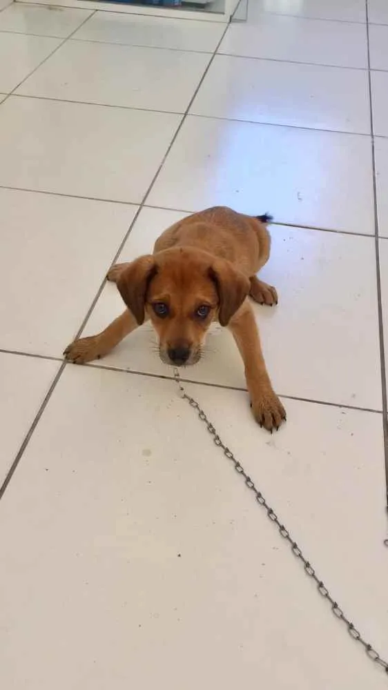 Cachorro raça Mestiça  idade Abaixo de 2 meses nome Não tem nome 